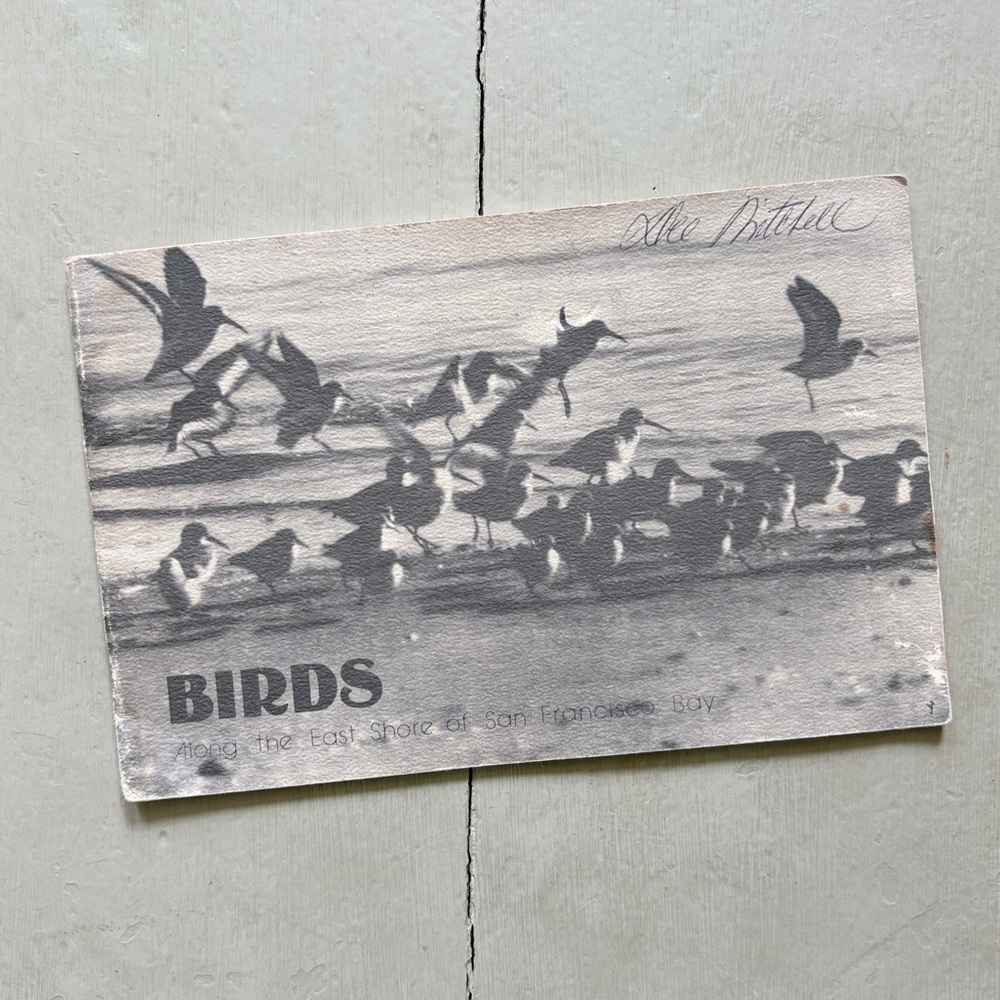 1979 Birds Along the East Shore of San Francisco Bay Golden Gate Audubon Society